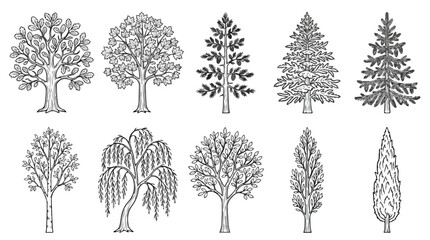 Vintage hand drawn tree collection, 10 botanical vector sketches of deciduous and coniferous trees, black and white engraved forest elements © Noman