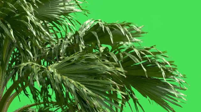 Palm Leaves Blowing on Green Screen