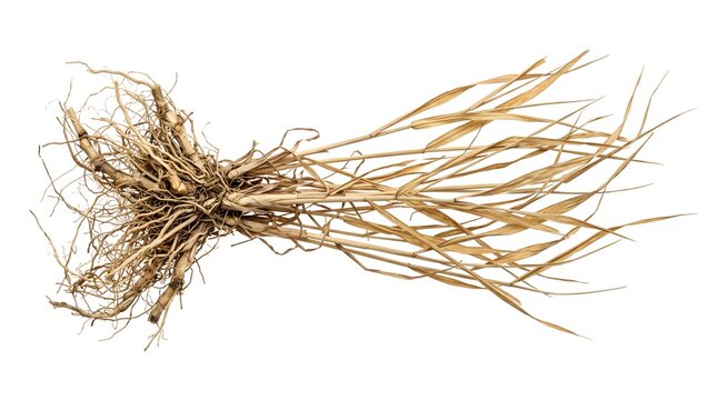 Hyper Realistic Dried Johnson Grass Medicinal Herb with Complete Root System Isolated on White
