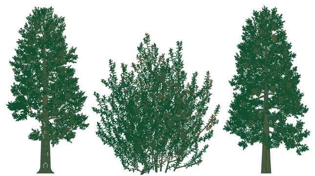Ensemble de trois arbres et arbustes verts isol&eacute;s sur fond blanc, parfaits pour des projets d'architecture paysag&egrave;re, de design graphique, d'illustration botanique ou de mod&eacute;lisation 3D.