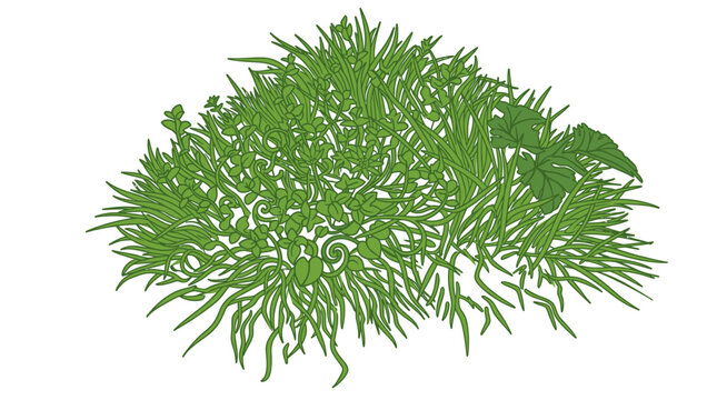 Ein lebendiges B&uuml;schel gr&uuml;nes Gras, detailliert illustriert und isoliert auf einem reinen wei&szlig;en Hintergrund, ideal f&uuml;r Designprojekte, die nat&uuml;rliche Elemente oder Gartenlandschaften ben&ouml;tigen.