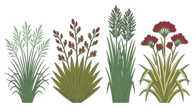 Colecci&oacute;n de cuatro ilustraciones vectoriales de plantas ornamentales y pastos, incluyendo una con flores rojas, aisladas sobre fondo blanco para dise&ntilde;o bot&aacute;nico.