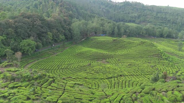 Aerial view reveals lush green tea plantation fields forming a scenic agricultural landscape