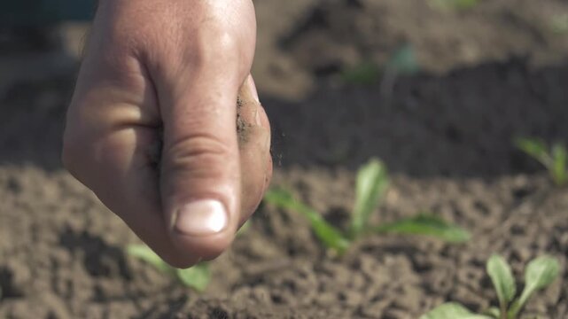 Hand Holding Dry Soil Close Up in Drought Conditions
