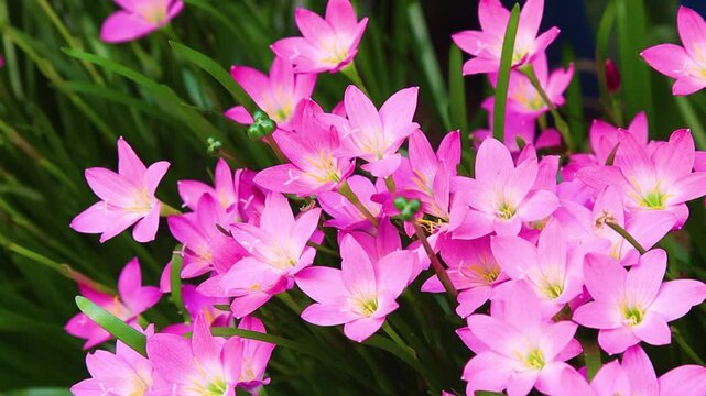 Vibrant pink Zephyranthes rosea flowers blooming in a garden under bright sunlight