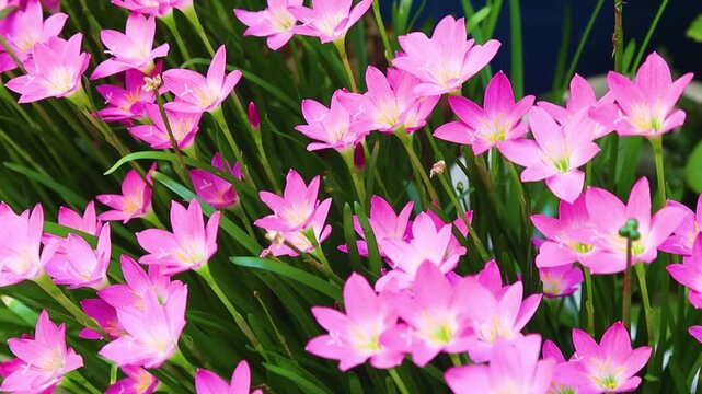 Vibrant pink Zephyranthes rosea rain lilies blooming in a dense garden flower bed