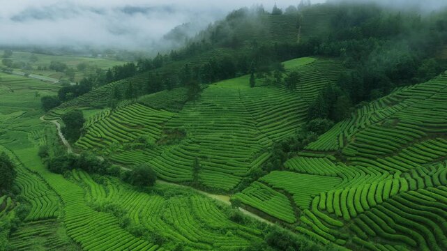 Misty Morning Over Terraced Tea Plantation