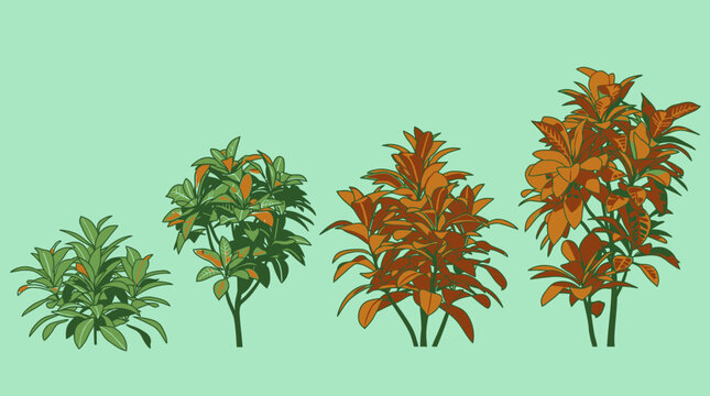 Illustrazione vettoriale di quattro piante in diverse fasi di crescita, che mostrano il ciclo di vita naturale e lo sviluppo vegetale su uno sfondo verde chiaro uniforme.