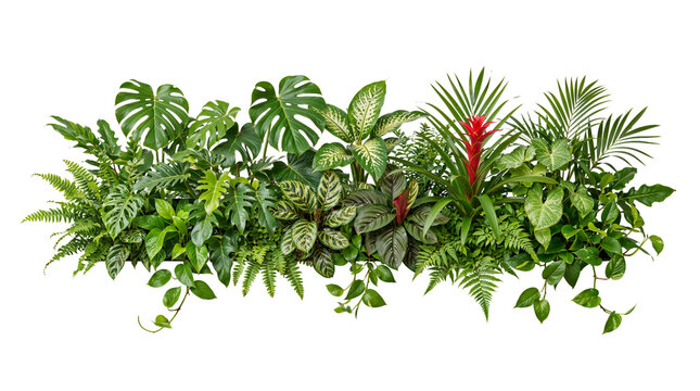 Green plant on a transparent background