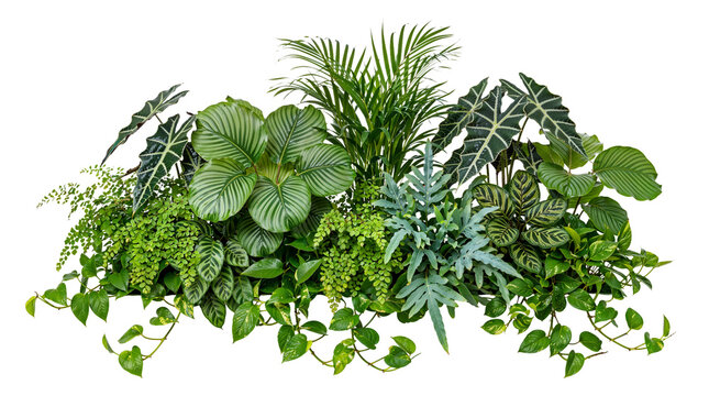 Green plant on a transparent background