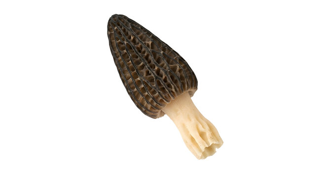 Black morel mushroom isolated on transparent background PNG