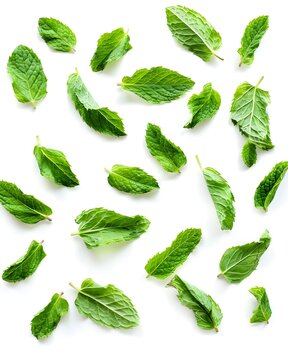 scattered mint leaves minimal composition isolated on white background