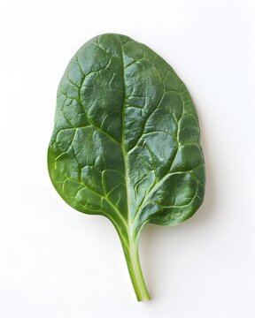 spinach leaf single fresh green isolated on white background