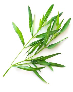 tarragon leaves macro botanical texture isolated on white background