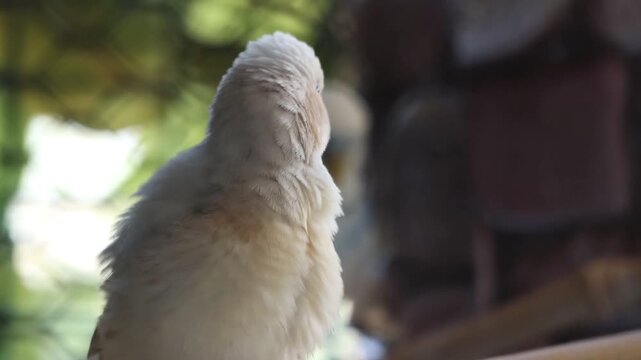 An adorable young creamy white zebra finch mutation. This active little bird appears to be perched casually in its cage while preening its feathers.