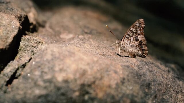 Natural sunlight highlights the details of its wings, which feature circular markings resembling eyes (eyespots).