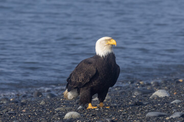 Fototapeta premium Mature Bald Eagle Standing on a gravel beach, Homer Spit, Alaska