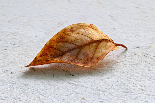 leaf on the textured paper, dry