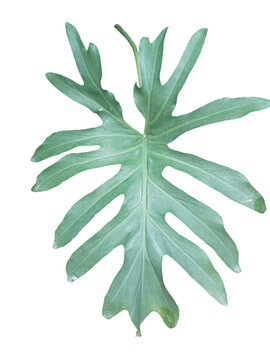 Green Philodendron Selloum Leaf Isolated on Transparent Background