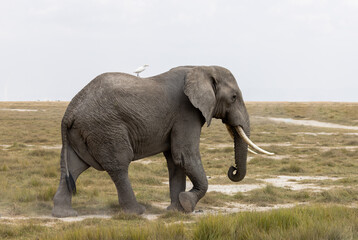 Obraz premium African bush elephant bull walks across the grasslands of Amboseli National Park, Kenya.