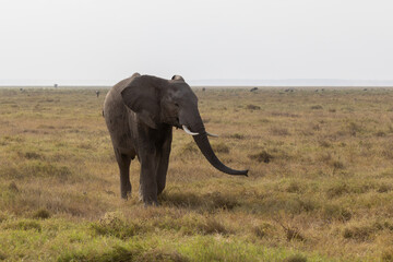Fototapeta premium A large African elephant extends its trunk while walking across the dry plains of Amboseli National Park, Kenya.