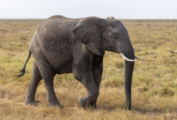Fototapeta premium African bush elephant bull walk slowly across the grasslands of Amboseli National Park, Kenya.
