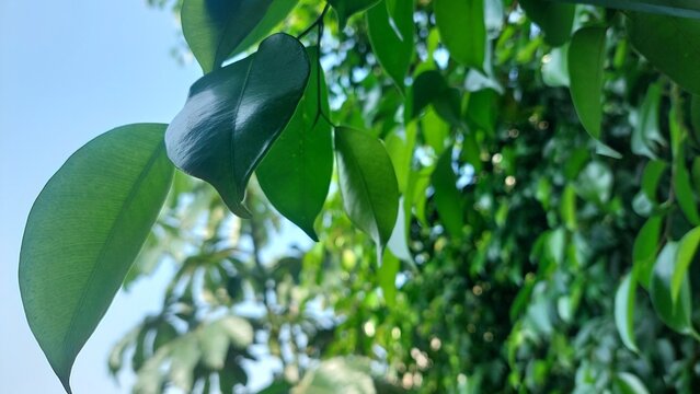 Green leaf background