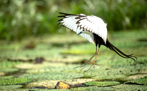 Beautiful wildlife image of a Pheasant-tailed Jacana descending to land on wetland vegetation, showcasing its unique elongated toes, long tail, and bright white underwings against a soft blur backdrop