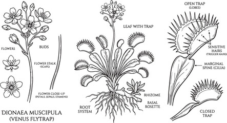 Detailed botanical diagram of venus flytrap plant structure with botanical muscipula illustration scientific education carnivorous structure monochrome isolated organism research © Kanon Islam