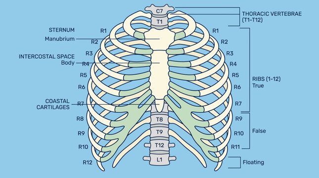 Human Rib Cage and Sternum Anatomical Illustration