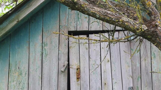 Weathered wooden door with vines.