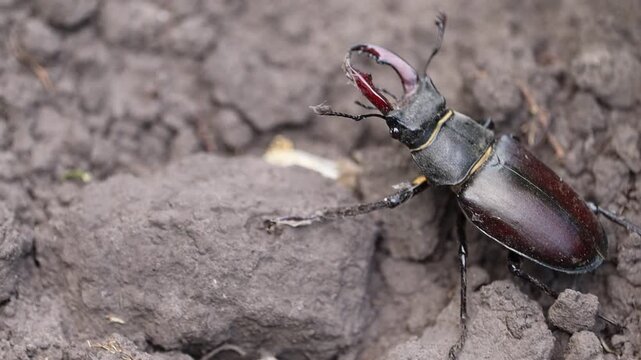 Stag Beetle on Earth