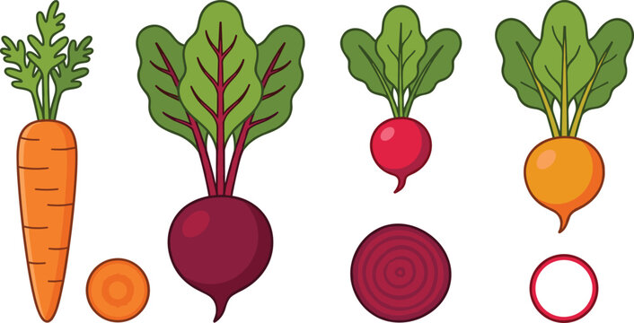 Fresh organic root vegetables whole and sliced cartoon vector illustration icon set isolated on white background