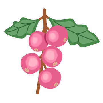 Hand drawn illustration of coffee cherries on twig with leaves