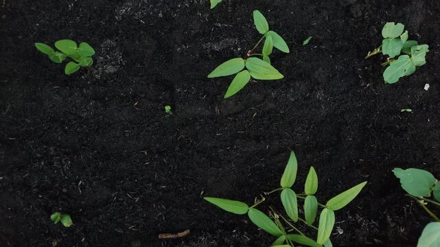 A panning top down shot of small green bean plants and fresh sprouts growing apart from organic black fertile soil on an agricultural farm field.
