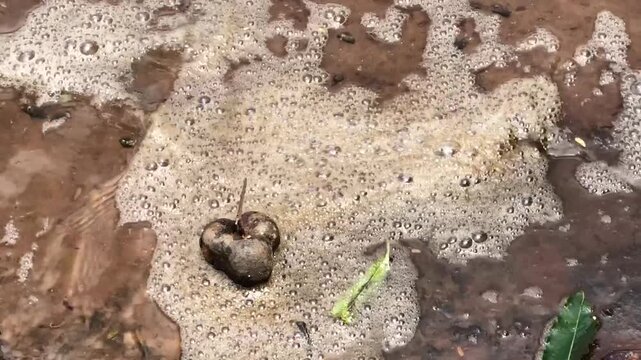 Close view of decaying fruit surrounded by foam on muddy shallow water, suitable for organic waste, decomposition, water pollution, contamination, ecology, and environmental risk concepts.