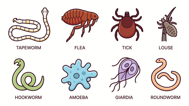 Parasite Vector Icon Set &ndash; Cartoon Tapeworm, Flea, Tick, Amoeba Illustration