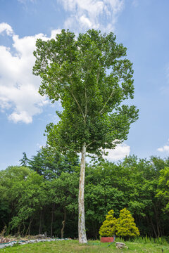 Large platanus tree with green leaves against blue sky and forest background.