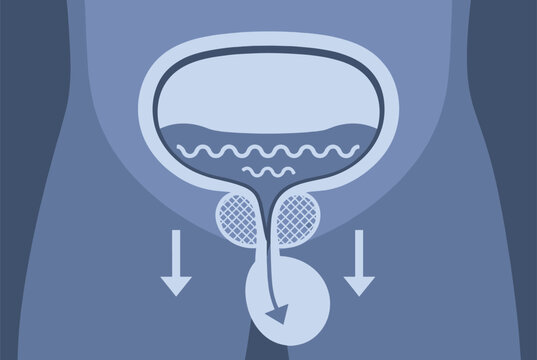 Anatomical illustration of the human urinary bladder with arrows indicating the flow of urine through the urethra for medical study.