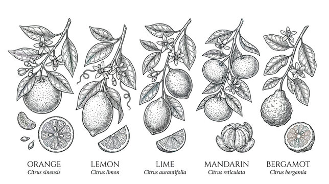 Citrus Fruits Botanical Illustration Set - Orange, Lemon, Lime, Mandarin, Bergamot