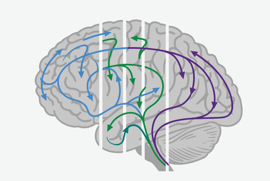 Side view of a human brain with multiple colorful arrows indicating neural pathways and information flow between different functional regions.