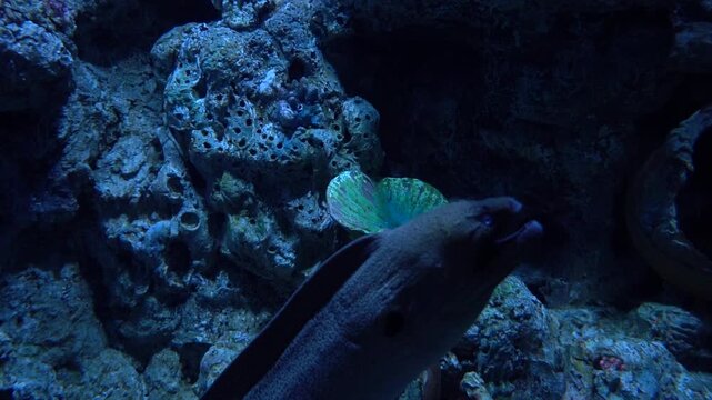 A spotted moray eel slowly swims and glides through a dark blue underwater reef environment, moving past rocky formations and decorative ancient clay pots.