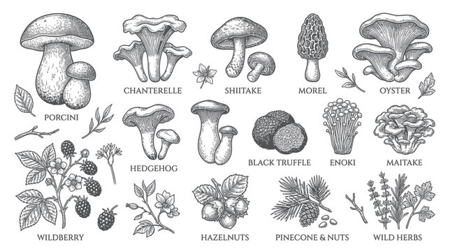 Edible Wild Mushrooms and Berries Botanical Illustration Set