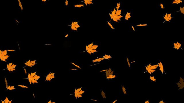 Autumn maple leaves falling animation. leaves falling down on green screen chroma key loopable background. 4k falling leaf animation with alpha channel.