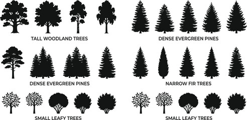 Fototapeta premium Woodland and evergreen trees silhouette vector set with categorized titles for landscape design