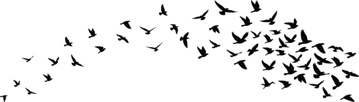 Flying bird flock silhouette, migrating birds collection, wildlife nature illustration, vector design for decorative graphics