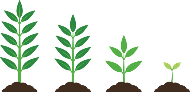 Green plant growth stages sequence from small sprout to adult branch
