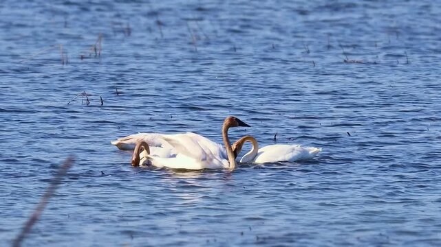 Three trumpeter swans (Cygnus buccinator) swim on a Minnesota lake with brown-stained heads from foraging. One swan briefly spreads and flaps its large wings before continuing to swim.
