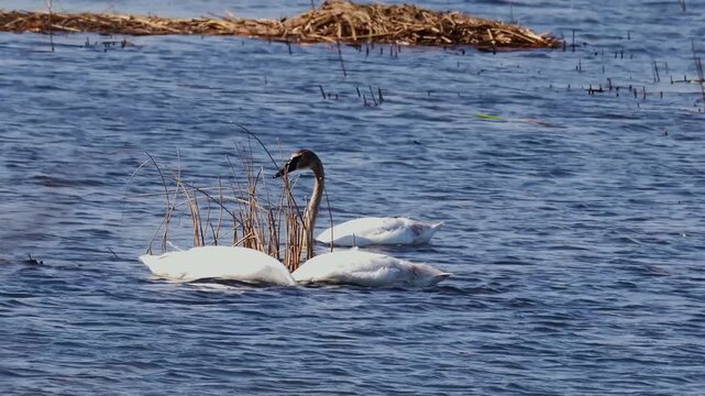 Two to three trumpeter swans (Cygnus buccinator) swim through a marshy Minnesota lake among bulrush reeds and floating cattail debris, with brown-stained heads from wetland foraging.