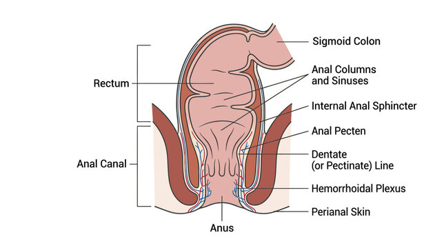Anatomy of the Human Rectum and Anal Canal with Labels